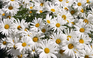 Caption: Vibrant Daisy Blooming On Laptop Screen Wallpaper