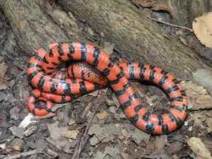 Caption: Vibrant Mud Snake Showcasing Its Patterned Scales Wallpaper