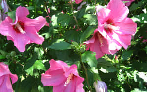 Caption: Vibrant Pink Hibiscus In Full Bloom Wallpaper