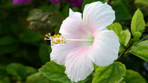 Captivating Beauty Of White Hibiscus Flower Wallpaper