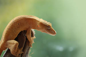 Captivating Crested Gecko Wallpaper