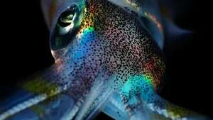 Captivating Cuttlefish Swimming In The Depths Wallpaper