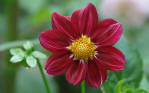 Captivating Dahlia In Full Bloom Wallpaper