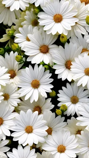 Captivating Daisy Phone Wallpaper Wallpaper