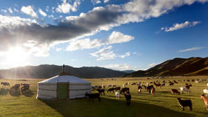 Captivating Nomadic Lifestyle Of Mongolia Wallpaper