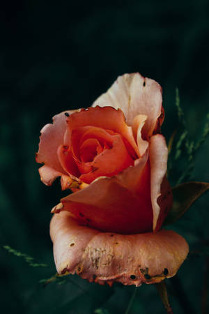 Captivating Orange Artificial Rose Wallpaper