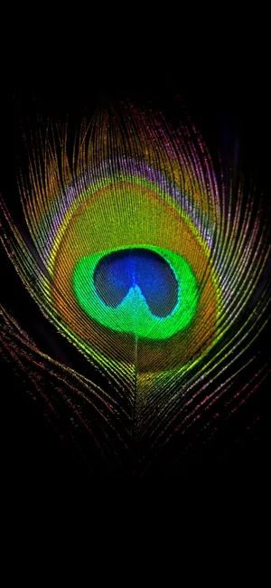 Captivating Peacock Feather On A Black Background Wallpaper