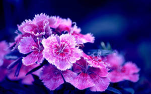 Captivating Purple Turkish Carnations Wallpaper