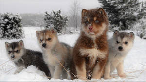 Captivating Quartet Of Diverse Husky Puppies Wallpaper