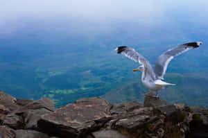 Captivating Seagull In Flight Wallpaper