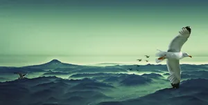 Captivating Seagull In Flight Wallpaper