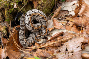 Captivating Surfaces: The Deadly Grace Of A Timber Rattler Wallpaper