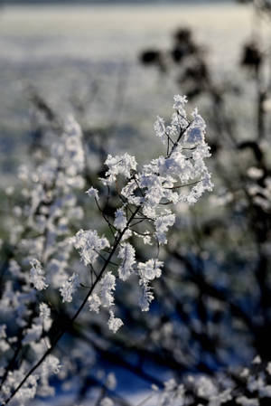 Captivating White Cherry Blossom Wallpaper For Iphone Wallpaper