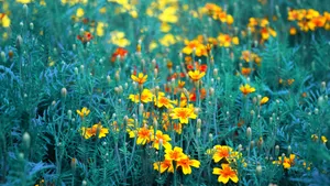 Captivating Yellow Flower Aesthetic Desktop Wallpaper Wallpaper