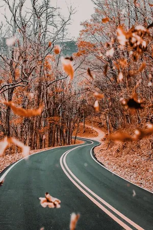 Capture The Beauty Of Vintage Autumn With This Vibrant Photograph Of A Forest In Autumn Foliage Wallpaper
