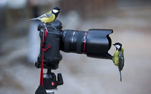 Capturing Nature's Wonders: Hd Camera With Birds Wallpaper
