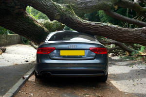 Car Accident Fallen Tree Wallpaper