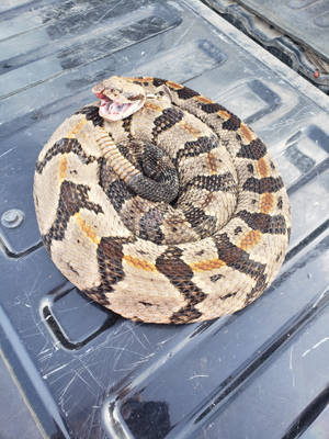 Car Timber Rattler Snake Wallpaper