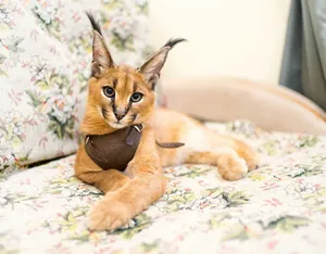 Caracal Cat Breed Wallpaper