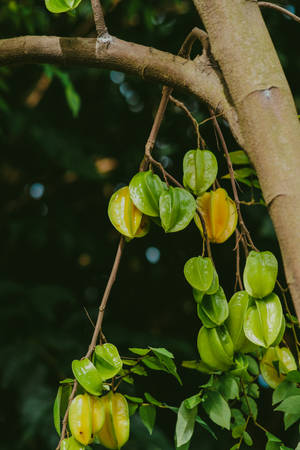 Carambola Growing On Trees Wallpaper