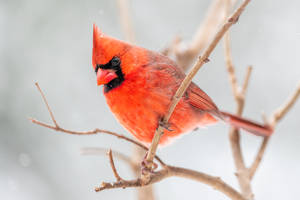 Cardinal Looking Down Wallpaper