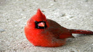 Cardinal On Ground Wallpaper