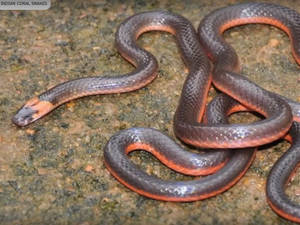 Castoe's Coral Snake Moving Through Dirt Wallpaper