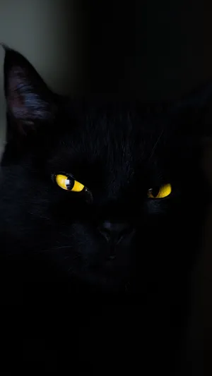 Cat Black Iphone 6 Plus Wallpaper