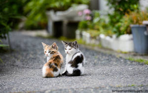 Cat Computer Calicos In The Street Wallpaper