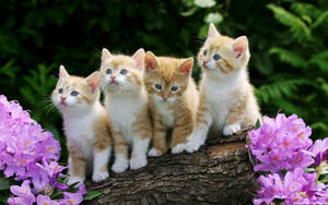 Cat Computer Ginger Kittens Wallpaper