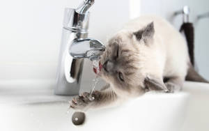 Cat Drinking Water From The Tap Wallpaper