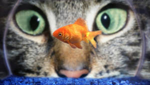 Cat Eyes Goldfish Wallpaper