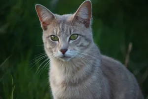 Cat, Face, Eyes Wallpaper