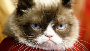 Cat Grumpy Face Wallpaper