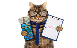 Cat Holding A Calculator Wallpaper