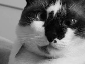 Cat, Muzzle, Cross-eyed, Bw Wallpaper
