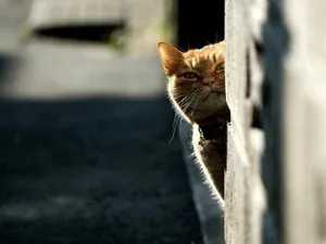 Cat On Look-out Wallpaper