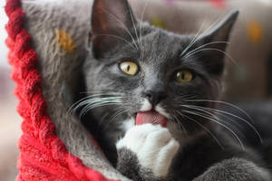 Cat Paw Licking Wallpaper