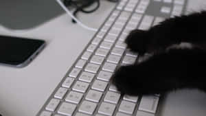 Cat Paw On Keyboard.jpg Wallpaper