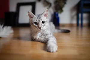Cat Pet Wallpaper