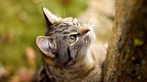 Cat Playing Wallpaper