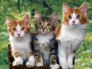 Cat Sitting Wallpaper