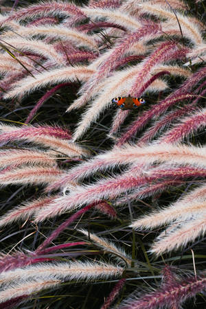 Cat Tails For Girly Lock Screen Iphone Wallpaper