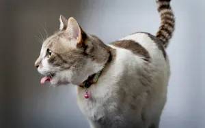 Cat Tongue Sticking Out Wallpaper