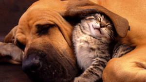 Cat Under The Dog’s Ear Wallpaper