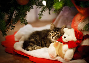 Cat With Cute Teddy Bear Wallpaper