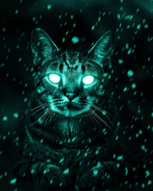 Cat With Cyan Eyes Wallpaper