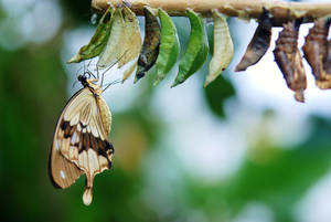 Caterpillar Butterfly Cocoon Wallpaper