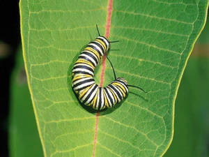 Caterpillar Insect On Leaf Wallpaper