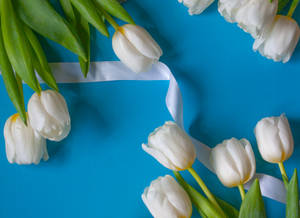Catherina Single White Tulips Hd Wallpaper